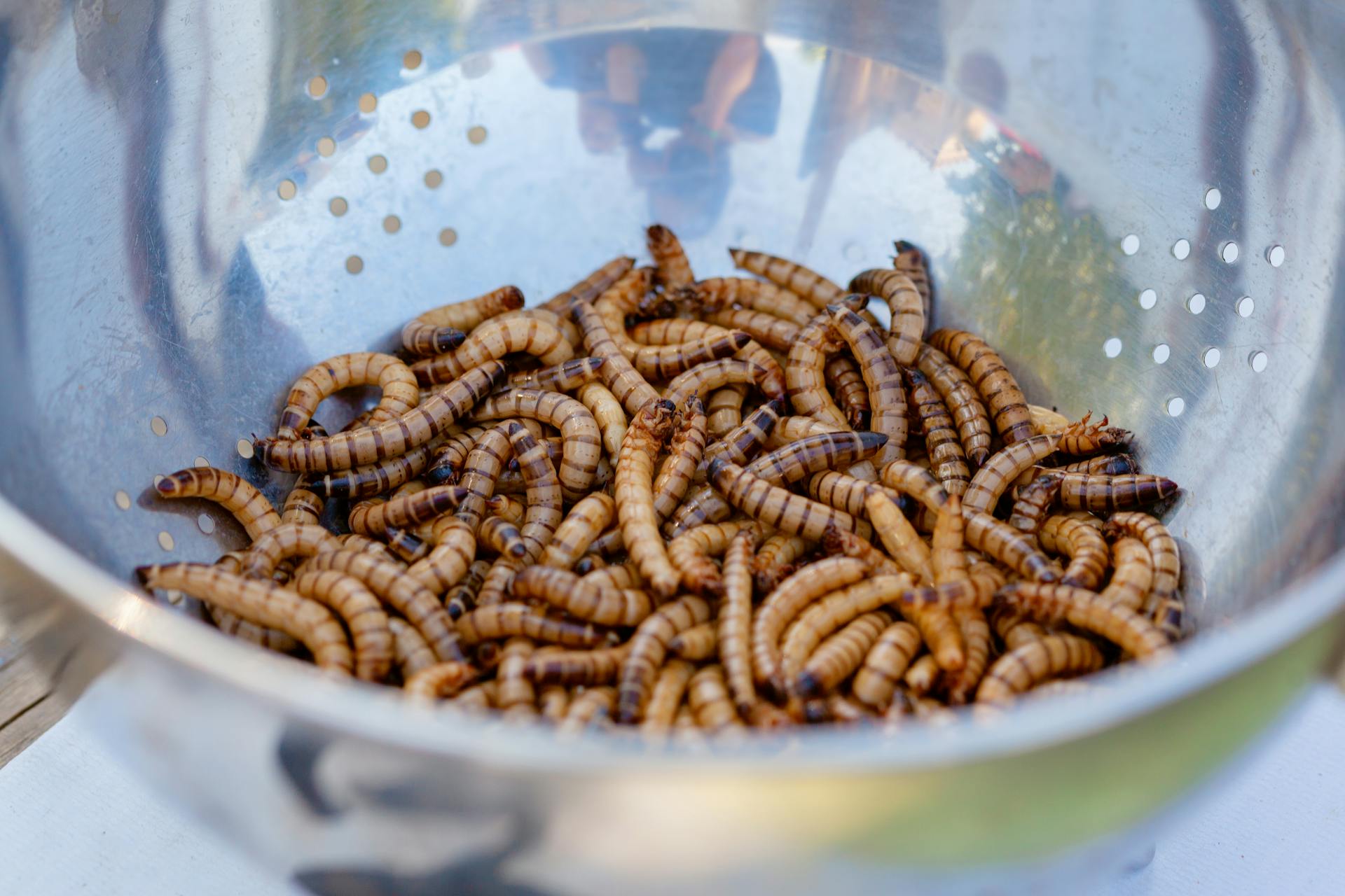 Larvae feed production